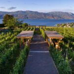 A scenic vineyard pathway leads to a view of a lake and mountains in the background, with lush grapevines on either side