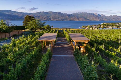 A scenic vineyard pathway leads to a view of a lake and mountains in the background, with lush grapevines on either side