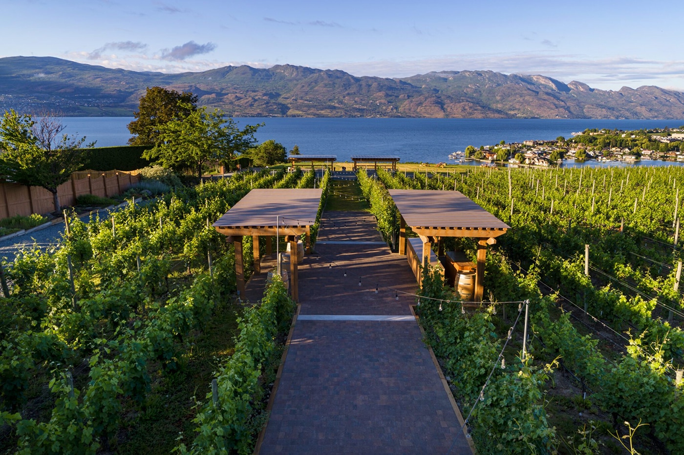 A scenic vineyard pathway leads to a view of a lake and mountains in the background, with lush grapevines on either side